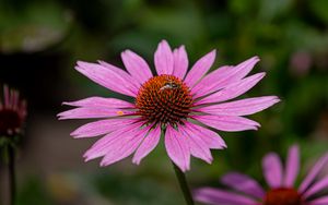 Preview wallpaper echinacea, petals, flower, bee, macro