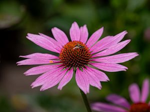 Preview wallpaper echinacea, petals, flower, bee, macro