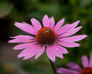 Preview wallpaper echinacea, petals, flower, bee, macro