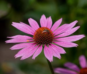 Preview wallpaper echinacea, petals, flower, bee, macro