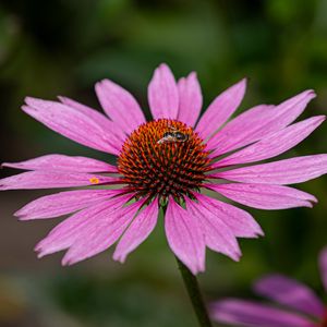 Preview wallpaper echinacea, petals, flower, bee, macro