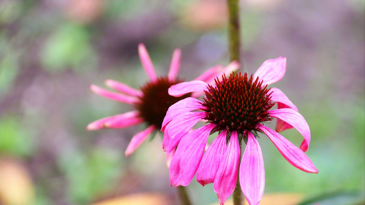 Wallpaper echinacea, petals, flower, blur, macro, pink