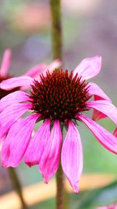 Preview wallpaper echinacea, petals, flower, blur, macro, pink