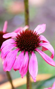 Preview wallpaper echinacea, petals, flower, blur, macro, pink