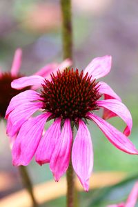 Preview wallpaper echinacea, petals, flower, blur, macro, pink