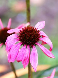 Preview wallpaper echinacea, petals, flower, blur, macro, pink