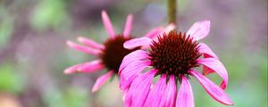 Preview wallpaper echinacea, petals, flower, blur, macro, pink