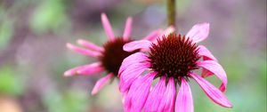 Preview wallpaper echinacea, petals, flower, blur, macro, pink