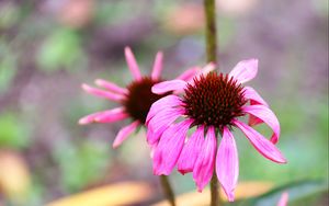 Preview wallpaper echinacea, petals, flower, blur, macro, pink