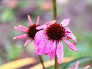 Preview wallpaper echinacea, petals, flower, blur, macro, pink