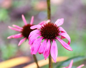 Preview wallpaper echinacea, petals, flower, blur, macro, pink