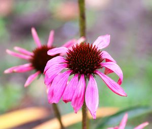 Preview wallpaper echinacea, petals, flower, blur, macro, pink