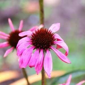 Preview wallpaper echinacea, petals, flower, blur, macro, pink