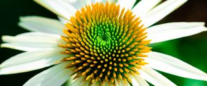 Preview wallpaper echinacea, petals, flower, white, macro