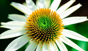 Preview wallpaper echinacea, petals, flower, white, macro