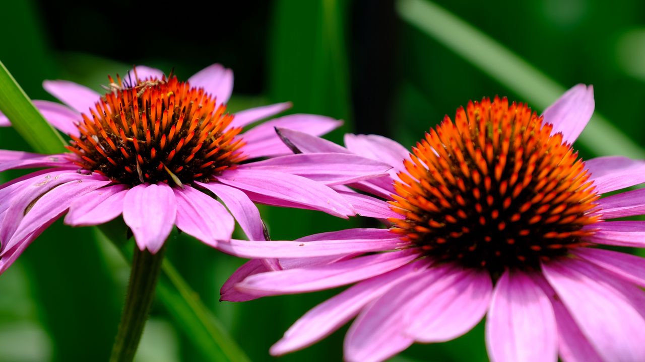 Wallpaper echinacea, petals, flowers, blur hd, picture, image