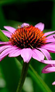 Preview wallpaper echinacea, petals, flowers, blur