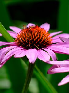 Preview wallpaper echinacea, petals, flowers, blur