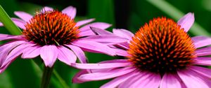 Preview wallpaper echinacea, petals, flowers, blur