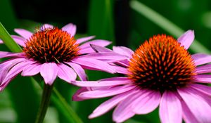 Preview wallpaper echinacea, petals, flowers, blur