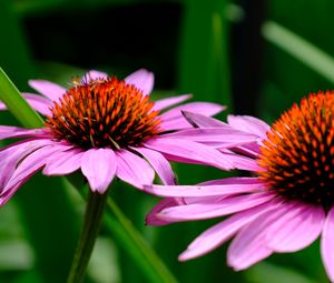 Preview wallpaper echinacea, petals, flowers, blur