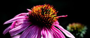 Preview wallpaper echinacea, petals, purple, macro, blur, dark