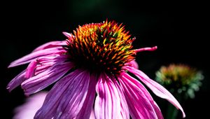 Preview wallpaper echinacea, petals, purple, macro, blur, dark