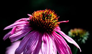 Preview wallpaper echinacea, petals, purple, macro, blur, dark