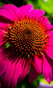 Preview wallpaper echinacea, purple, flower, petals, blur