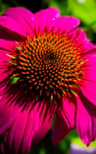 Preview wallpaper echinacea, purple, flower, petals, blur