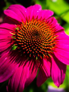 Preview wallpaper echinacea, purple, flower, petals, blur