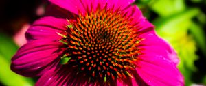 Preview wallpaper echinacea, purple, flower, petals, blur