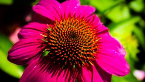 Preview wallpaper echinacea, purple, flower, petals, blur