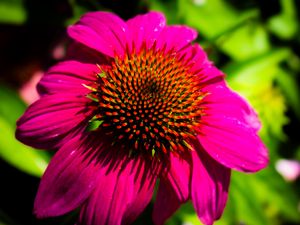 Preview wallpaper echinacea, purple, flower, petals, blur