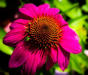 Preview wallpaper echinacea, purple, flower, petals, blur