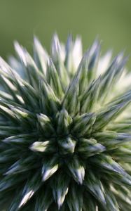 Preview wallpaper echinops ritro, flower, macro, blur