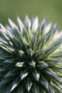 Preview wallpaper echinops ritro, flower, macro, blur