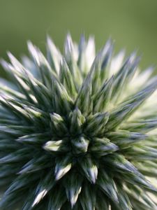 Preview wallpaper echinops ritro, flower, macro, blur