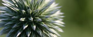 Preview wallpaper echinops ritro, flower, macro, blur