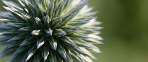 Preview wallpaper echinops ritro, flower, macro, blur