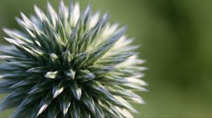 Preview wallpaper echinops ritro, flower, macro, blur