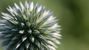 Preview wallpaper echinops ritro, flower, macro, blur