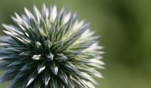 Preview wallpaper echinops ritro, flower, macro, blur