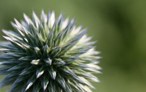 Preview wallpaper echinops ritro, flower, macro, blur