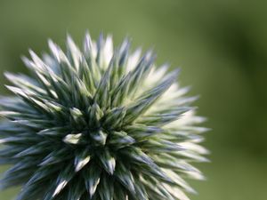 Preview wallpaper echinops ritro, flower, macro, blur