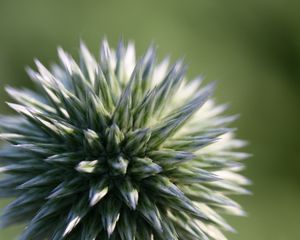 Preview wallpaper echinops ritro, flower, macro, blur