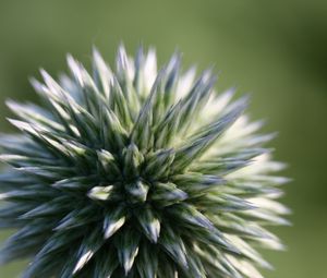 Preview wallpaper echinops ritro, flower, macro, blur