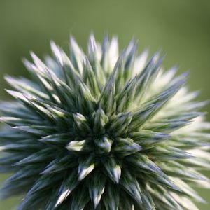 Preview wallpaper echinops ritro, flower, macro, blur