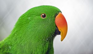 Preview wallpaper eclectus, parrot, beak, green