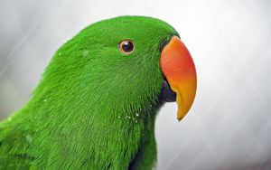 Preview wallpaper eclectus, parrot, beak, green